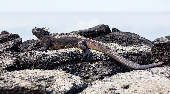 Marine iguana (Amblyrhynchus cristatus), Las Bachas, Baltra island, Galapagos islands, Ecuador.