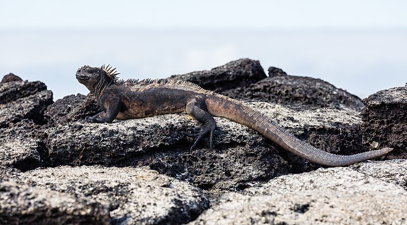 Natisinahikaniwoc:Iguana marina (Amblyrhynchus cristatus), Las Bachas, isla Santa Cruz, islas Galápagos, Ecuador, 2015-07-23, DD 23.jpg