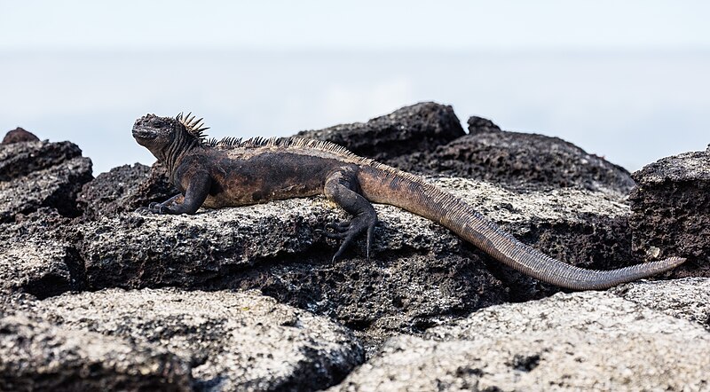 File:Iguana marina (Amblyrhynchus cristatus), Las Bachas, isla Santa Cruz, islas Galápagos, Ecuador, 2015-07-23, DD 23.jpg