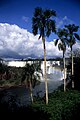 Iguazú falls with palm trees
