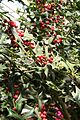 Ilex cornuta