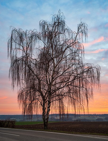 File:Ilsfeld - Schozach - Schozacher Höhe - Birke vor Sonnenuntergangs-Himmel (1).jpg