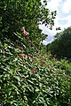 Impatiens glandulifera