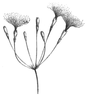 Inga umbellifera.png