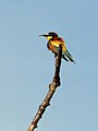 Merops apiaster (European Bee-eater, Bienenfresser)