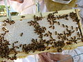 Inspecting the bees' work.JPG