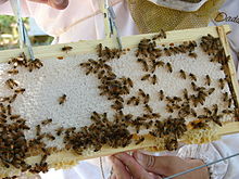 Visit to a bee colony in West Virginia Inspecting the bees' work.JPG