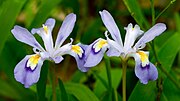 Miniatura para Iris cristata
