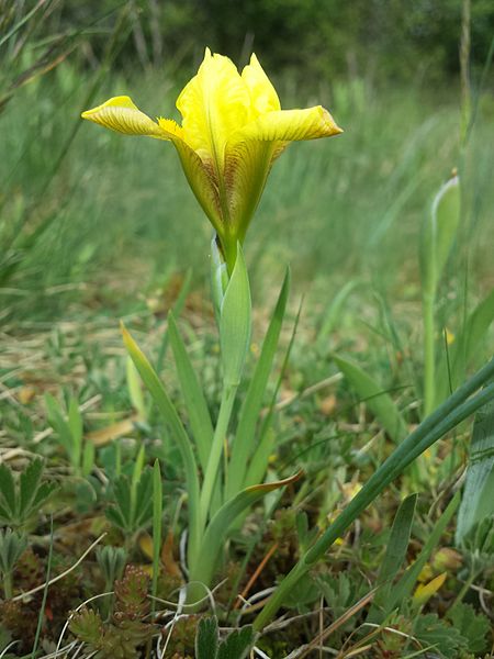 File:Iris humilis subsp. arenaria sl14.jpg