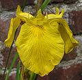 Iris pseudacorus (Iris palustre)