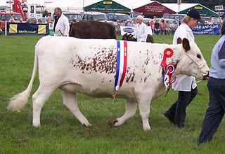 <span class="mw-page-title-main">Irish Moiled</span> Breed of cattle