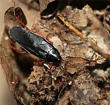 Ischnoptera-deropeltiformis-взрослый-самец-Granville-County-NC.jpg
