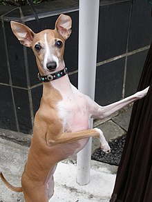 italian galgo