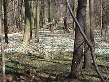 Märzenbecher im Schlosspark