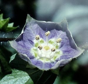 Flower of Jaltomata andersonii