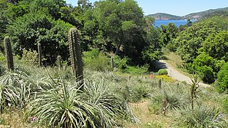 Chile Garden