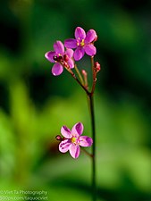 Talinum paniculatum di Singapore Botanic Gardens