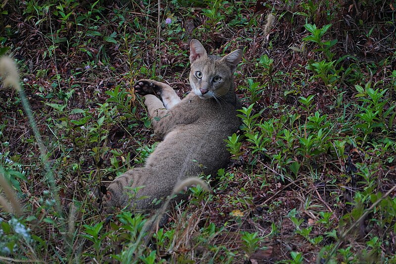 File:Jungle cat 09524.jpg