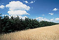 Juniperus virginiana habitat.jpg