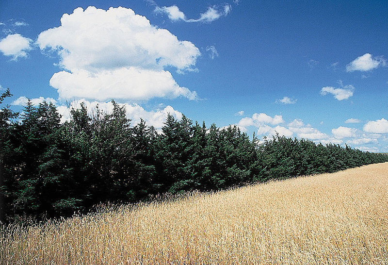 File:Juniperus virginiana habitat.jpg