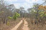 Thumbnail for Southern miombo woodlands