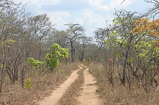 Southern miombo woodlands