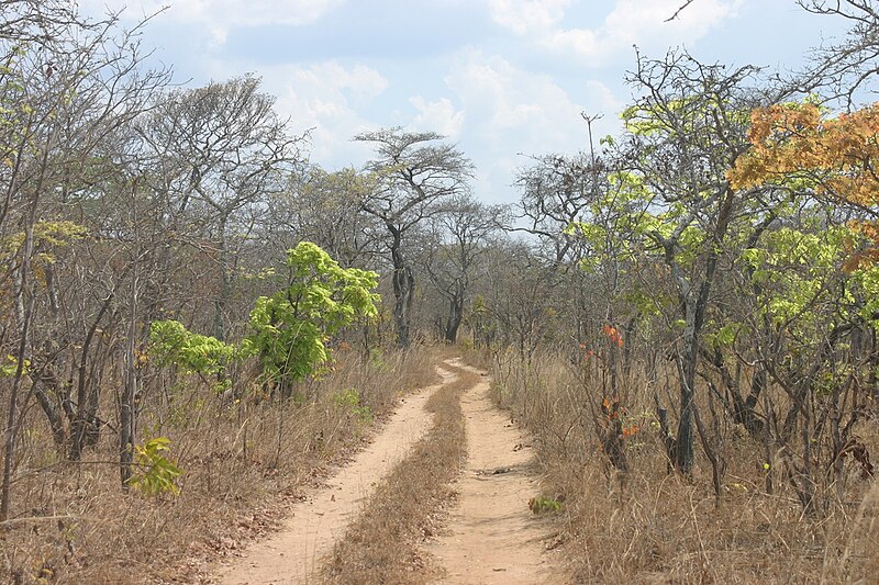 File:Kasungu miombo1.jpg