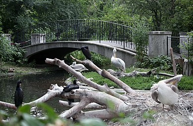 Pelecanus crispus