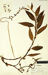 Virtual herbarium