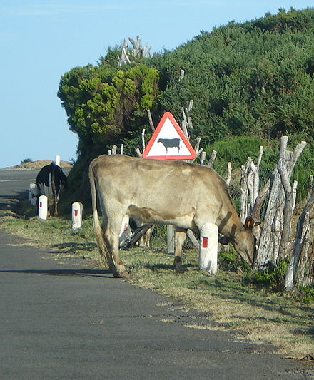 Sign warning of cattle crossing in a rural road of Madeira Island, Portugal