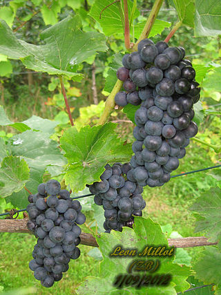 <span class="mw-page-title-main">Léon Millot</span> Variety of grape