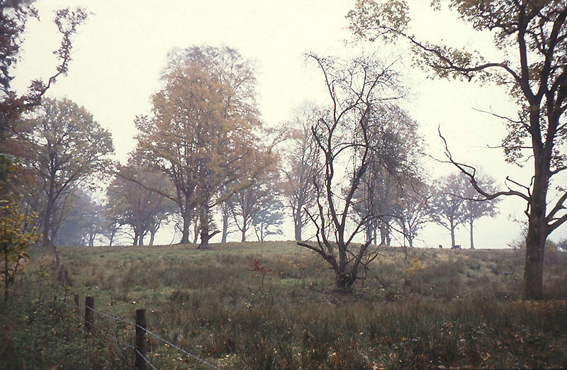 File:LYS03trees in fog.JPG