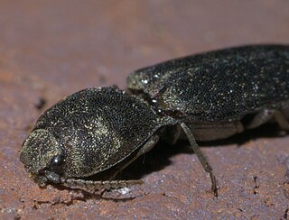 <i>Lacon</i> (beetle) Genus of beetles