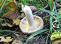 Lactarius flexuosus2.jpg