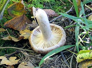 <i>Lactarius flexuosus</i> Species of fungus