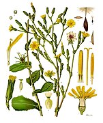 Lactuca virosa - Köhler–s Medizinal-Pflanzen-213.jpg