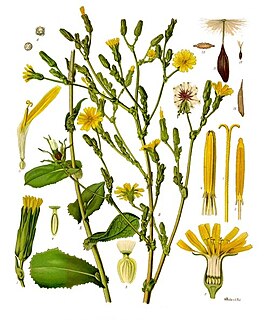 <i>Lactuca virosa</i> Species of plant