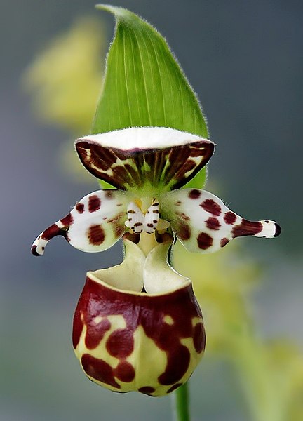 File:Lady Slipper by USFWS - cropped.jpg