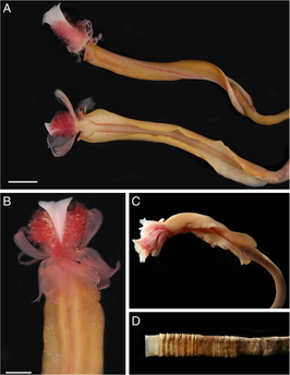 Lamellibrachia columna