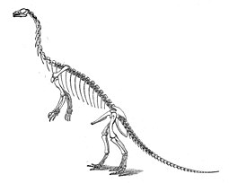 Anchisaurus polyzelus Large marsh anchisaurus.jpg