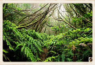 Laurel forest Type of subtropical forest