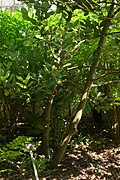 Laurus azorica, Conservatoire botanique national de Brest 02.jpg