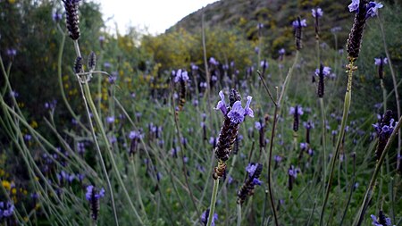 Tập_tin:Lavandula_multifida14.jpg