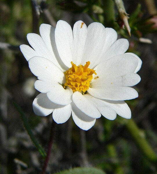 File:Layia glandulosa 4.jpg