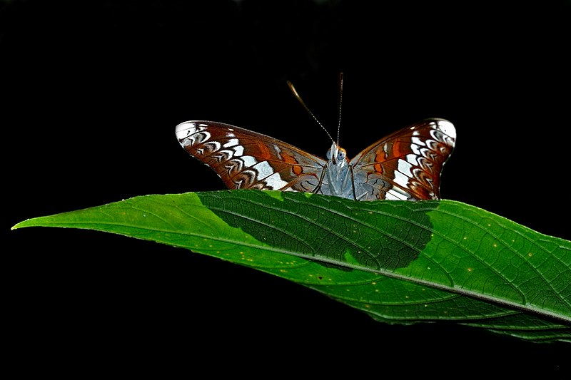 File:Leaf-top open wing busking of Lebadea martha Fabricius, 1787 – Knight WLB DSC 0295.jpg