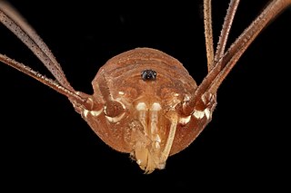 <i>Leiobunum flavum</i> Species of harvestman/daddy longlegs