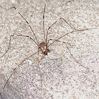 <i>Leiobunum townsendi</i> Species of harvestman/daddy longlegs