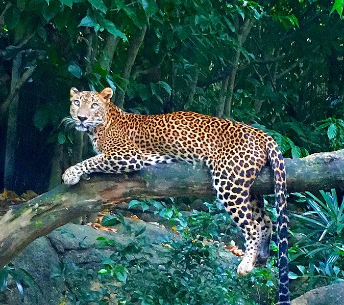 File:Leopard From Singapore Zoo-2.jpg