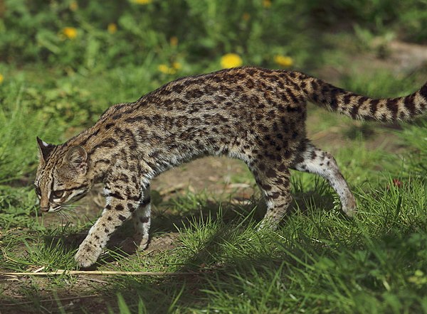 Image: Leopardus tigrinus   Parc des Félins