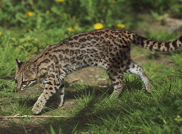 Stock photo of Oncilla / Tiger Cat (Leopardus tigrinus) Costa Rica,  Captive, Vulnerable…. Available for sale on